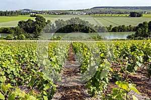 Vineyards and the River Marne at Hautvillers - France photo