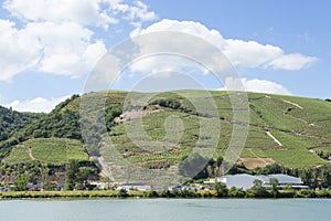 Vineyards by the River Rhone, France