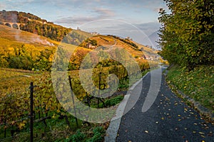 Vineyards and road in Lutry