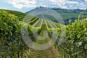 Vineyards rolling hills of the Langhe