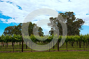 Vineyards rows with blue sky and trees on background in spring t