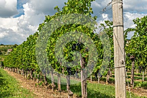 Vineyards with rows of grapevine in Gorska Brda, Slovenia