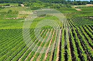 Vineyards in Rudesheim am Rhein