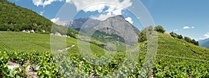 The vineyards of saillon wallis switzerland