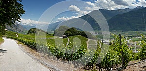 The vineyards of saillon wallis switzerland photo