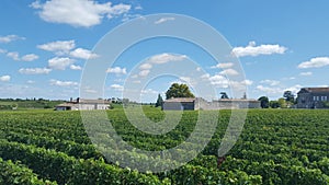 Vineyards in Saint Emilion