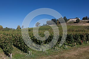 Vineyards in Saint Emilion photo