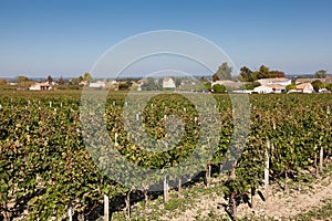 Vineyards in Saint Emilion photo