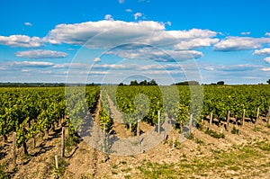 Vineyards of Saint Emilion, Bordeaux, France