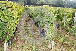 Vineyards of Saint Emilion Bordeaux France