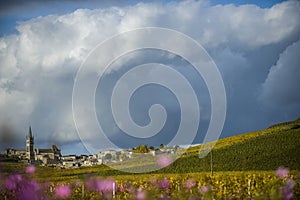 Vineyards of Saint Emilion, Bordeaux, France