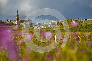 Vineyards of Saint Emilion, Bordeaux, France