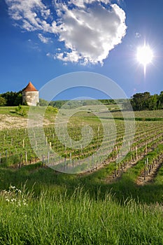 Vineyards of Saint Emilion, Bordeaux Vineyards