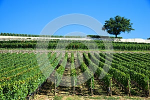 Vineyards of Saint Emilion, Bordeaux Vineyards