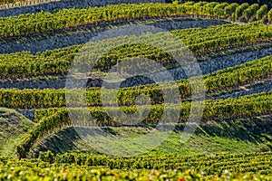 Vineyards of Saint Emilion, Bordeaux Vineyards, terraced vineyard