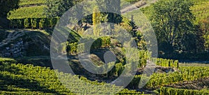 Vineyards of Saint Emilion, Bordeaux Vineyards, terraced vineyard