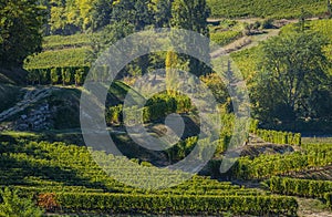 Vineyards of Saint Emilion, Bordeaux Vineyards, terraced vineyard