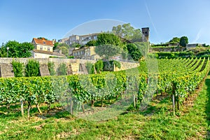 Vineyards of Saint Emilion, France