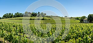 Vineyards of Saint-Emilion, near Bordeaux in France.