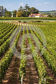 Vineyards of Saint Emilion, sunny day