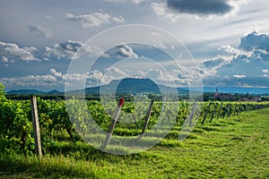 Vineyards with the Saint George Hill in Balaton Uplands, Hungary