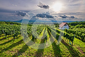Vineyards with the Saint George Hill in Balaton Uplands, Hungary