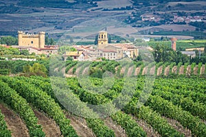 Vineyards with Sajazarra village as background, La Rioja, Spain photo