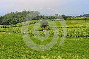 Vineyards of San Colombano hill