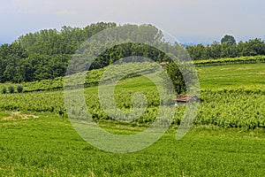 Vineyards of San Colombano hill