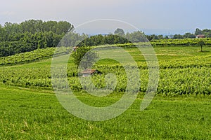 Vineyards of San Colombano hill