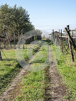 Vineyards of San Colombano, Italy