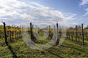 Vineyards of San Colombano, Italy