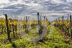 Vineyards of San Colombano, Italy