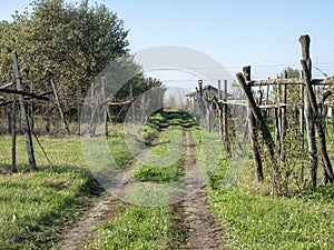 Vineyards of San Colombano, Italy