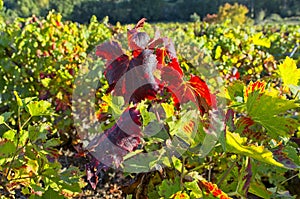 Vineyards at San Paio de Abeleda, Ourense photo