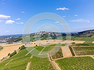 Vineyards of Sancerre appellation, making of dry white wine from sauvignon blanc grape growing on left bank of Loire river on