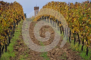 Vineyards for sangiovese San Miniato Tuscany Italy photo