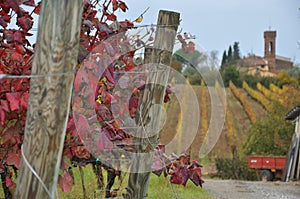 Vineyards for sangiovese San Miniato Tuscany Italy photo