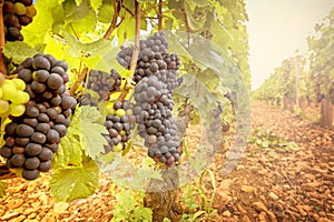 Vineyards in Savigny les Beaune, near Beaune, Burgundy, France