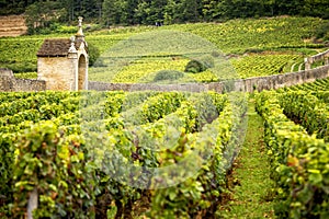 Vineyards in Savigny les Beaune, near Beaune, Burgundy, France photo