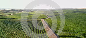 Vineyards scenics panorama aerial view