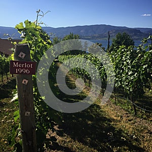 Vineyards with sign Merlot 1996