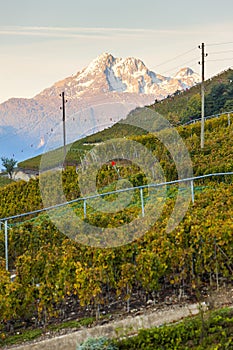 vineyards in Sion region, canton Valais, Switzerland