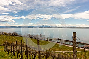 Vineyards on the slopes near Lake Constance at the end of March, Meersburg area