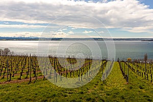 Vineyards on the slopes near Lake Constance at the end of March, Meersburg area