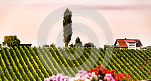 Vineyards in Slovenia close to the border with Austria south styria