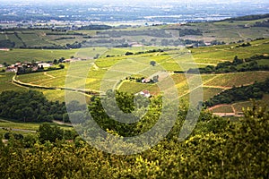 Vineyards of SolutrÃÂ© village, Bourgogne, France