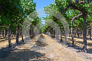 Vineyards at Sonoma valley