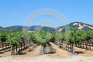 Vineyards at Sonoma valley