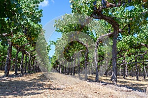 Vineyards at Sonoma valley